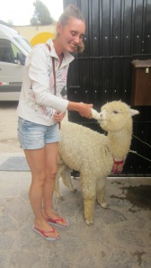 Chivay, Bianca feeding Pepe the alpaca